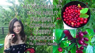 ALL YOU NEED TO KNOW ABOUT DRENJINA  CORNELIAN CHERRY DOGWOOD [upl. by Ilrahc]