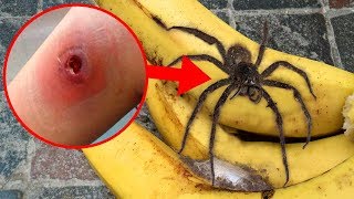 Craziest Spiders With AMAZING Superpowers [upl. by Diahann]