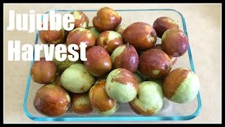 Jujube Ziziphus jujuba in my Front Yard Food Forest  Ninja Gardening  Episode 72 [upl. by Theressa]