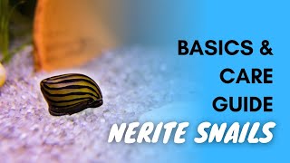 Nerite Snails Basics And Care Guide [upl. by Petrine783]