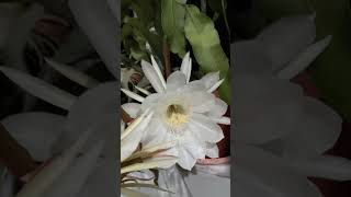 nightflower blooming flower shortsvideo [upl. by Davie]