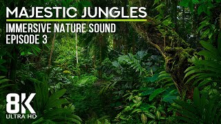 8 HRS Immersive Jungle Sounds 8K UHD  Calming Sounds of Tropical Birds  Episode 3 [upl. by Ashman]