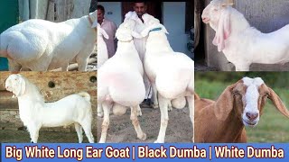 Big White Long Ear Goat  Black Dumba  White Dumba 🐐 [upl. by Gilly367]