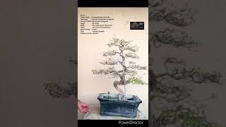 SN52 bonsai pruning wiring Cestrum nocturnum VariegatedRaat Ki Rani shorts [upl. by Mairb182]