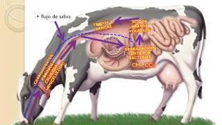 DEGRADACION METABOLICA DE CARBOHIDRATOS EN RUMIANTES [upl. by Manolo356]