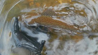 Wild Trout Fishing First Trip of 2024 Lower Mokelumne River [upl. by Zimmermann998]