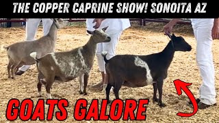 Copper Caprine Goat Show  Sonoita AZ [upl. by Nomsed]