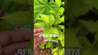 സുഗന്ധം പരത്തും പേര Perfume Guava [upl. by Sophy]