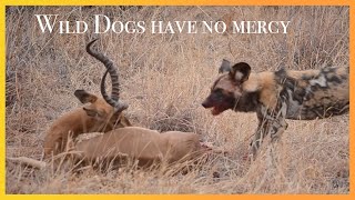 WILD DOGS hunt and rip IMPALA to pieces  NOT for sensitive [upl. by Eelrahc576]