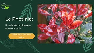 Les Photinias photinies [upl. by Nishom]