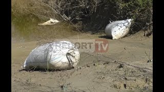 Vlorë gjendet rreth 1 ton hashash i ndarë në 30 thasë i braktisur në një pyll në zonën e Novoselës [upl. by Ellenor]