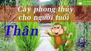 Cây phong thủy dành cho người tuổi Thân [upl. by Rutherfurd]