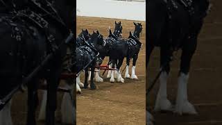 Gorgeous Clydesdale Horses in anticipation of the Riding Show 🤩 [upl. by Bolt]