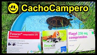 Cómo desparasitar tortugas con 3 ANTIPARASITARIOS dosis y cómo saber si tu tortuga tiene parásitos [upl. by Rambort26]