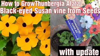 How to Grow Thunbergia Alata BlackEyed SusanClockvines Vine from Seeds With Update [upl. by Oleic]