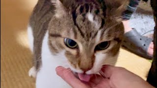 【猫と犬の親交を深める会】猫のペコにご飯を食べられないように必死に食べる犬のラキ [upl. by Akimat]