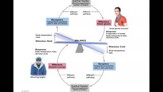 Human Anatomy and Physiology Homeostasis [upl. by Kciregor]