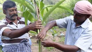 Cardamom Farming  Cardamom Elaichi Cultivation  How to grow Cardamom at home from young plant [upl. by Nylikcaj565]