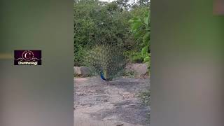 Peacock Dance Display  Peacocks Opening Featherscharithavlogs [upl. by Atteve517]