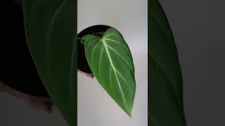 Philodendron Gloriosum darkfom plants green gardening [upl. by Brigette]