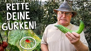 Gurken Schädlinge erkennen amp bekämpfen 🥒– Spinnmilben vertreiben mit diesen Tricks [upl. by Arlana]