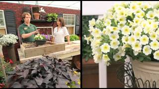 How To Plant A Surfinia Petunia Combination Planter [upl. by Aleahs]