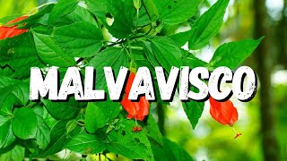 Malvavisco Saiba Tudo Sobre Essa Planta [upl. by Nason574]