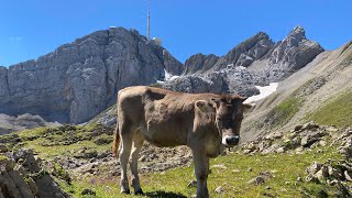 Säntis ab Wasserauen über Ebenalp Schäfler Öhrli [upl. by Lanita333]