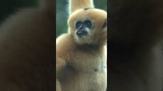 Meet the endangered white gibbon having the time of its life 🐒  🎥TMX shorts gibbon [upl. by Dannie]