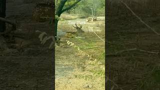 Zoo park nehruzoologicalpark hyderabad lion deer [upl. by Gussy]