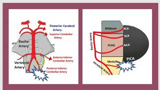 Lateral Medullary Syndrome Wallenberg Syndrome PICA Syndrome USMLE NCLEX MCAT 3 minutes [upl. by Toy]