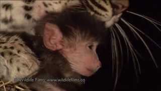 Incredible leopard and baby baboon interaction [upl. by Tessa]