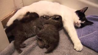 BOBCAT KITTENS adopted by house cat [upl. by Gaultiero]