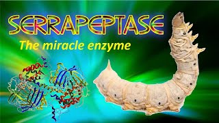 Serrapeptase the miracle enzyme [upl. by Mayberry]