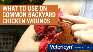 Vetericyn Poultry Care for Pecking Sores Bumble Foot Wounds and More [upl. by Nodnorb268]