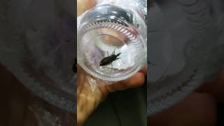 Triatoma tibiamaculata barbeiro  Doença de Chagas [upl. by Alexandrina]