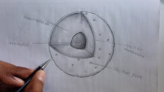 structure of Nucleus Diagram  how to Draw structure of Nucleus labelled Diagram [upl. by Metzgar784]