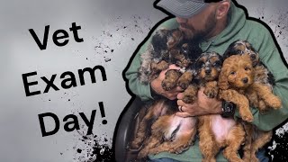 Petite Aussiedoodle Puppies Go To The Vet For Their 6 Week Checkup ShaeXPickles [upl. by Erihppas]