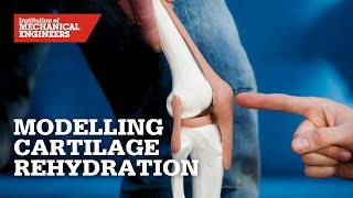 Modelling Cartilage Rehydration A Numerical Approach [upl. by Ebag650]