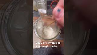 Day 2 of rehydrating sourdough starter sourdough bread homestead homemade [upl. by Ronoh191]