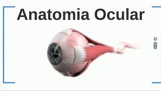 Anatomia ocular  Túnica externa [upl. by Adrian412]