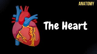 Anatomy of the Heart  External amp Internal Structures [upl. by Maryn]