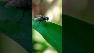 Lalat  diptera nature reels nature [upl. by Martina]