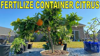 Complete Guide To FERTILIZING CITRUS TREES In Containers [upl. by Nohsyt]