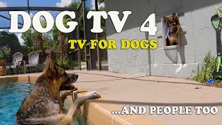 Dog TV 4 For Dogs and Some People A dogs life [upl. by Hgielyk]