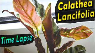 Calathea Lancifolia Prayer plant  Leaves Time Lapse [upl. by Almire]