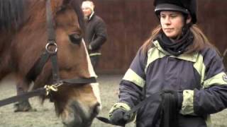 Tobys Foot  Operation to remove keratoma from horses hoof [upl. by Adnat]