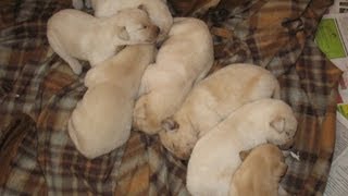 Cute Labrador Puppies Sleeping [upl. by Miehar]