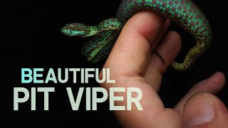 LOOKING FOR BEAUTIFUL PIT VIPERS [upl. by Venable]