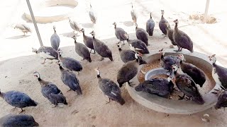 Guinea Fowl Farming [upl. by Ahsinrats296]